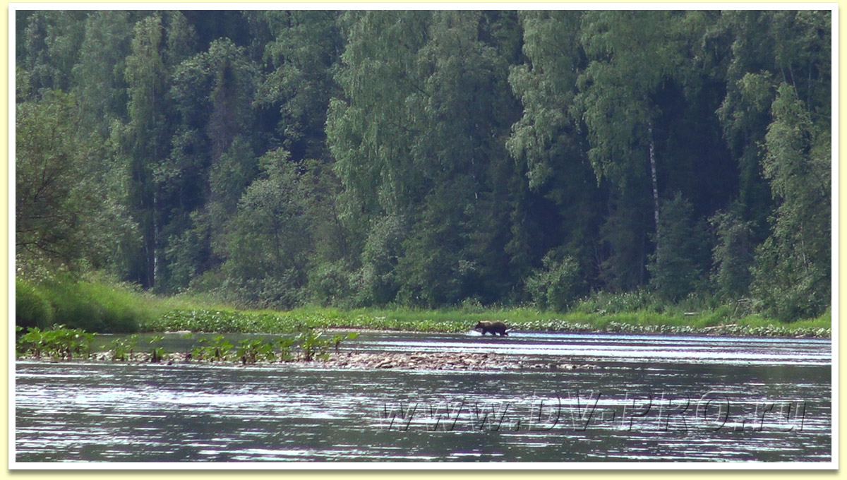 Встреча с медведем на реке Косьва