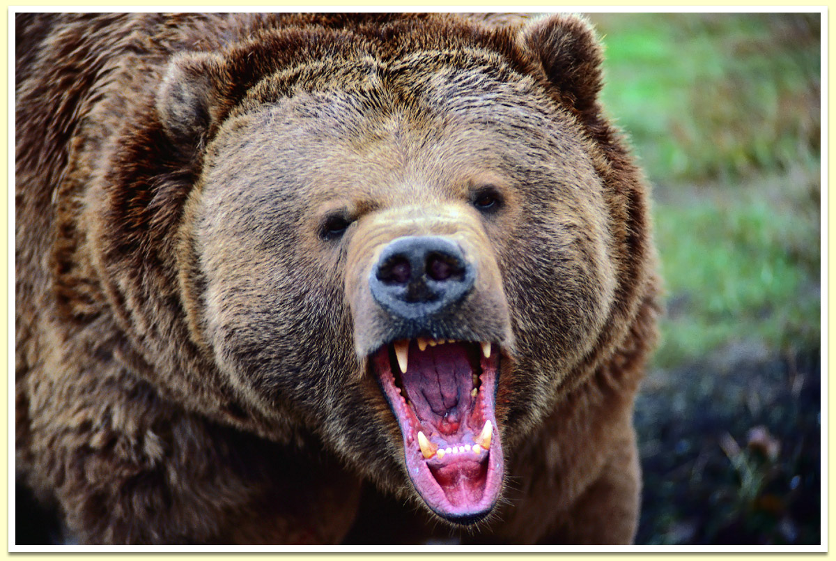 Медведь нападает