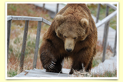 Как избежать встречи с медведем