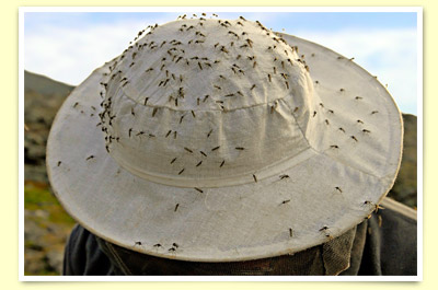 Как туристу защититься от комаров